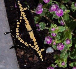 yellow butterfly on purple flower