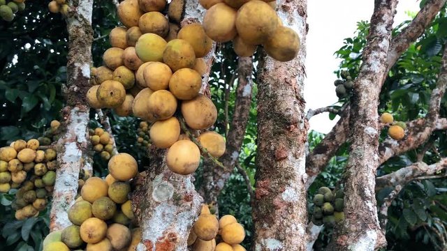Lansium domesticum tree in garden.