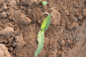 Close-up of dew drop on corn plant thar, green plant in nature