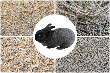 Food for rabbits. Granular feed, grain, hay, sawdust for bedding. Black rabbit in the center....