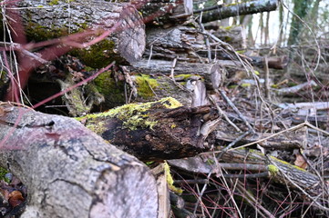 Holzstapel
