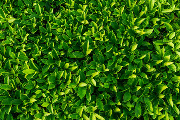 Green leaves natural wall texture background.