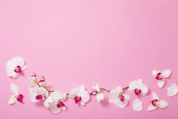 Fototapeta na wymiar white orchid flowers on pink paper background