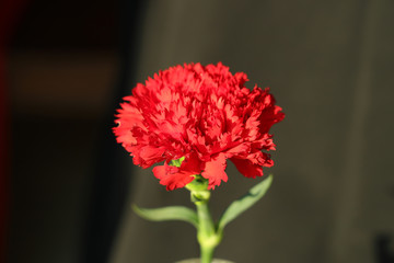 Blooming carnation02