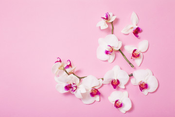 white orchid flowers  on pink paper background
