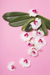 orchid flowers and green leaves on pink paper background