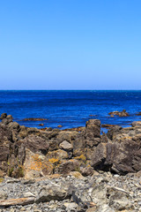 Kekeno at Red Rocks - Pariwhero, New Zealand