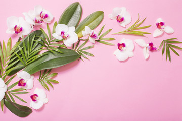 orchid flowers and green leaves on pink paper background