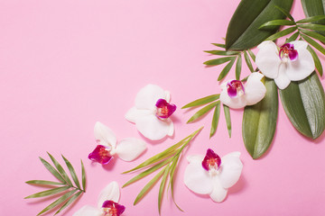 orchid flowers and green leaves on pink paper background