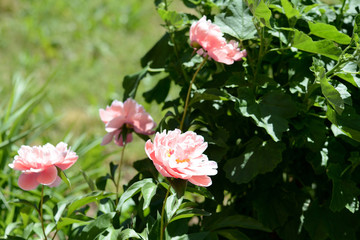 Obraz premium Beautiful peony flowers in the summer garden lit by the bright sun