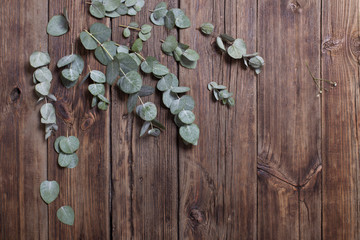 Obraz na płótnie Canvas eucalyptus on old dark wooden background