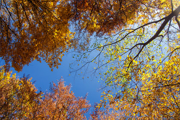 Crohn autumn forest over his head