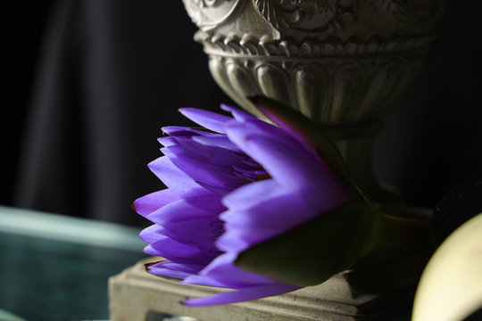 「睡蓮鉢」の画像 1,896 件の Stock 写真、ベクターおよびビデオ Adobe Stock