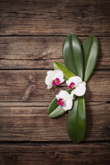 beautiful orchids on old wooden background