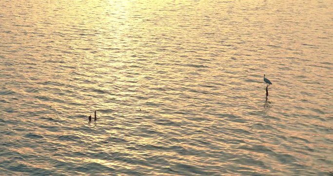 A Lone bird sat on a twig to catch fish at sunrise in Sungai Buloh wetland reserve, Singapore