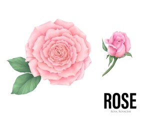 Pink Roses, colourful hand drawn illustration, isolated on white background