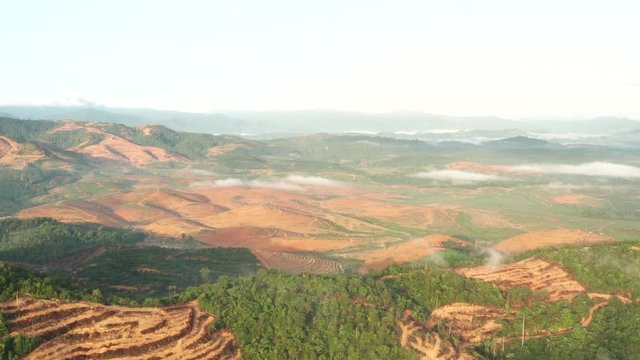 Aerial view of deforestation Palm oil tree in Malaysia