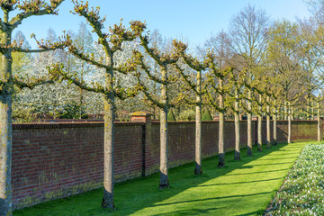 trees with artificially trimmed crowns