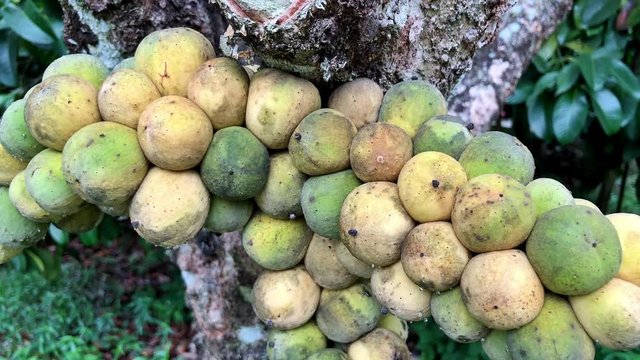 Lansium domesticum tree in garden.