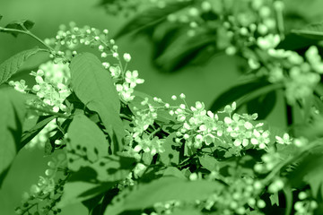 Blooming bird cherry on a sunny spring day. Green color toned