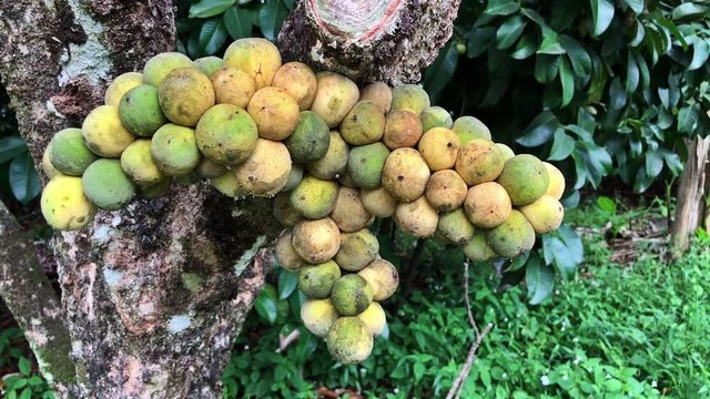 Lansium domesticum tree in garden.