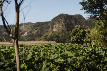 Fototapeta na wymiar Rural views of the mountains in Cuba. 