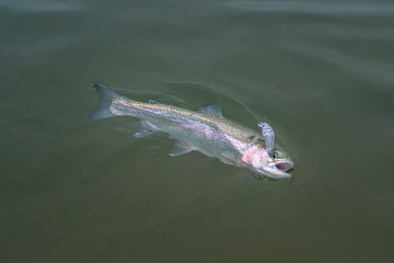 Area trout fishing. Caught salmon fish in water