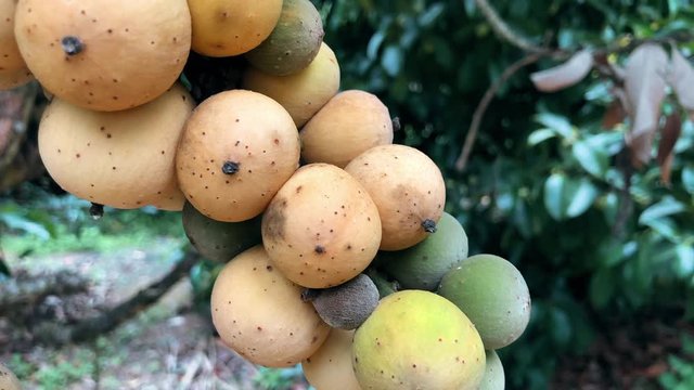 Lansium domesticum tree in garden.