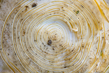 Pi&ntilde;a de agave textura