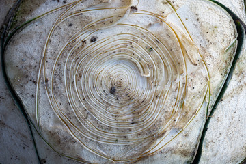 Textura de pi&ntilde;a de agave