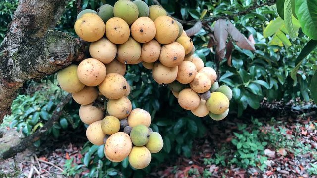 Lansium domesticum tree in garden.