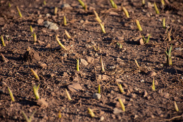 Retoños de Agave apenas germinando del suelo