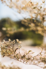 tree in spring