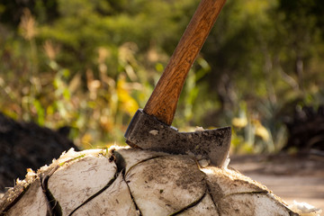 Hacha encajada en pi&ntilde;a de agave