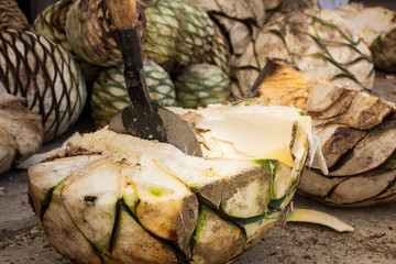 corte de pi&ntilde;a de agave