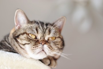 左下ふてくされ猫コピースペースアメリカンショートヘアー