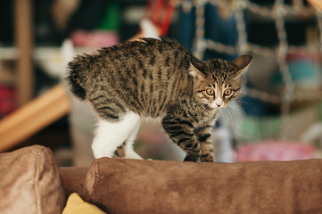 a Bobtail kitten without a tail is funny to get angry, bends its back and wool stands on end at home in a comfortable apartment on a soft sofa