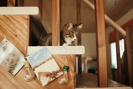 Kuril Bobtail kitten cute lies on a wooden staircase in a country house on the background of photos and a beautiful decor in the form of light bulbs