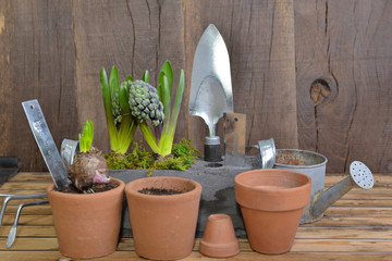 close on hyacinth growing and flower pot next to gardening tools on wooden background