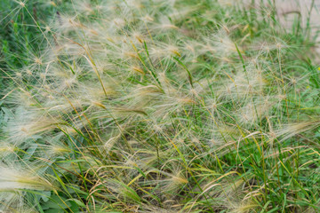 Close up of cereal field in a autumn day