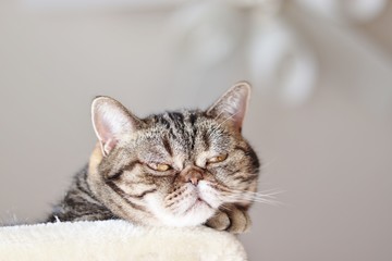 ぶさかわ猫コピースペースアメリカンショートヘアー