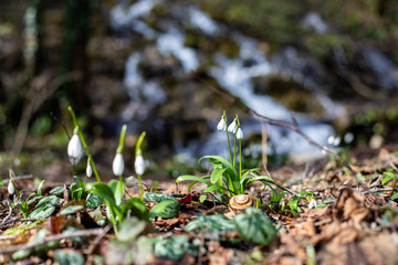 Snowdrop flowers with drops in the forest with a waterfall on the background. Close up.