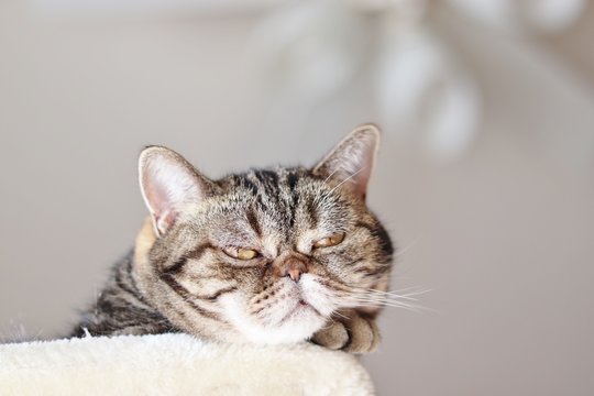 ふてくされ顔 の画像 12 件の Stock 写真 ベクターおよびビデオ Adobe Stock