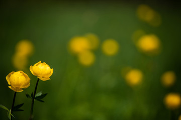 floral landscape with yellow flowers of a swimsuit