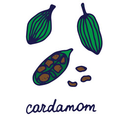 Hand drawn isolated indian food icon. Color fill illustration of indian spice. Cardamom spice icon