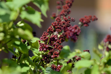 Dark red lilac blossoms in the spring garden. Natural floral background