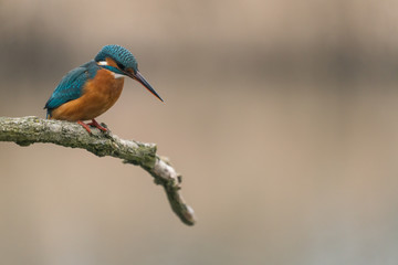 Common Kingfisher (Alcedo atthis)