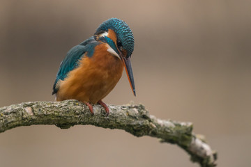 Common Kingfisher (Alcedo atthis)