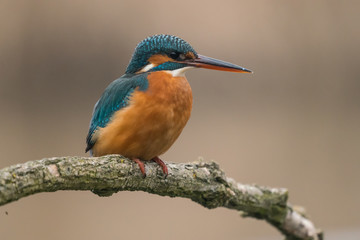 Common Kingfisher (Alcedo atthis)