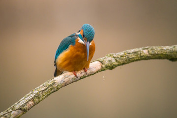 Common Kingfisher (Alcedo atthis)